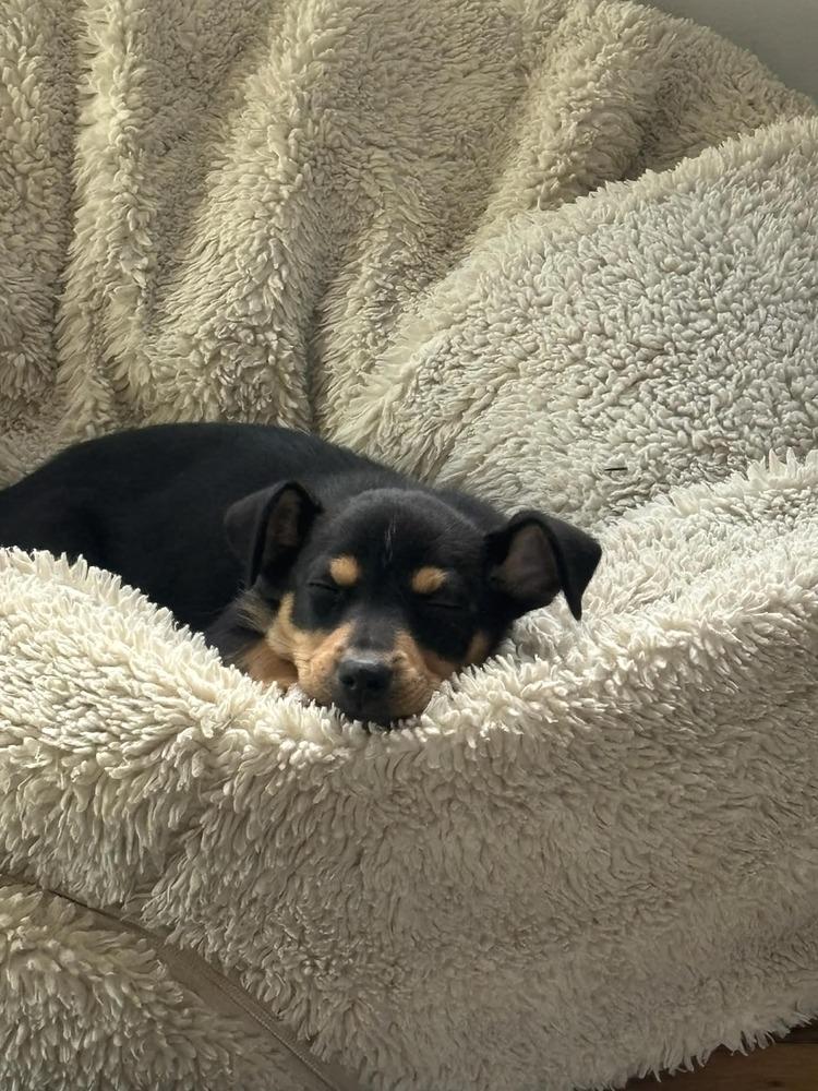 Enlarge Raisin, a Adoptable mixed breed in Springdale, PA image 3/6