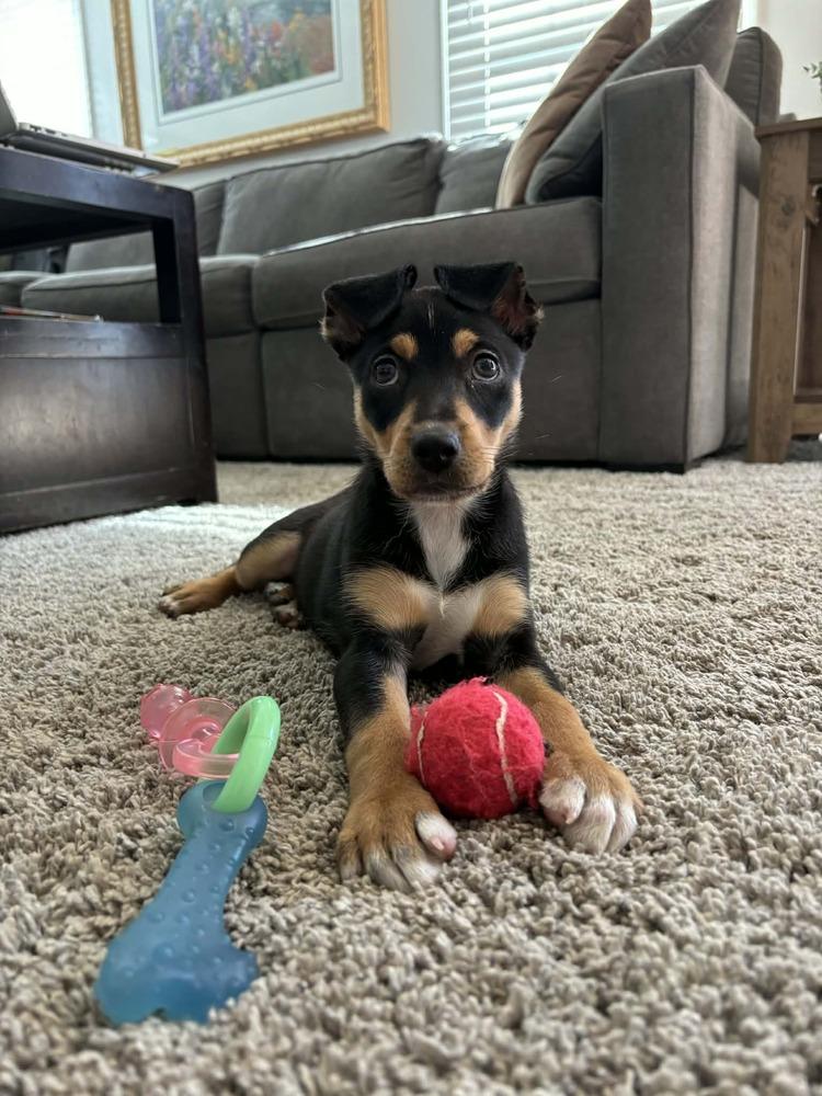 Enlarge Raisin, a Adoptable mixed breed in Springdale, PA image 4/6