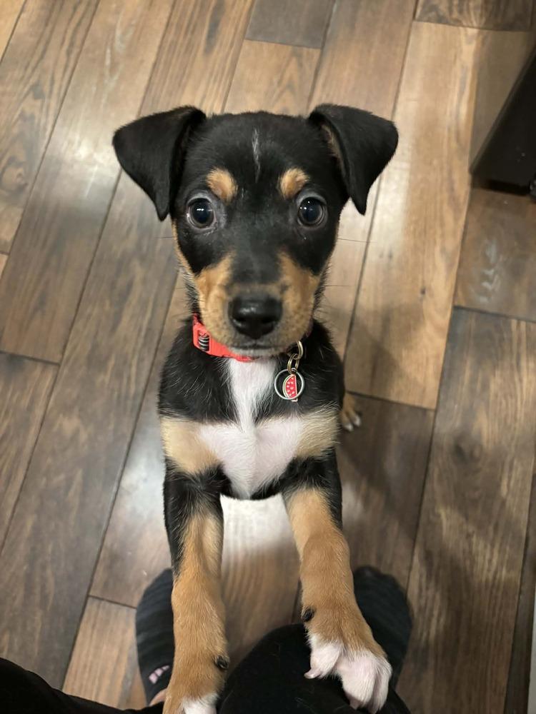 Enlarge Raisin, a Adoptable mixed breed in Springdale, PA image 5/6