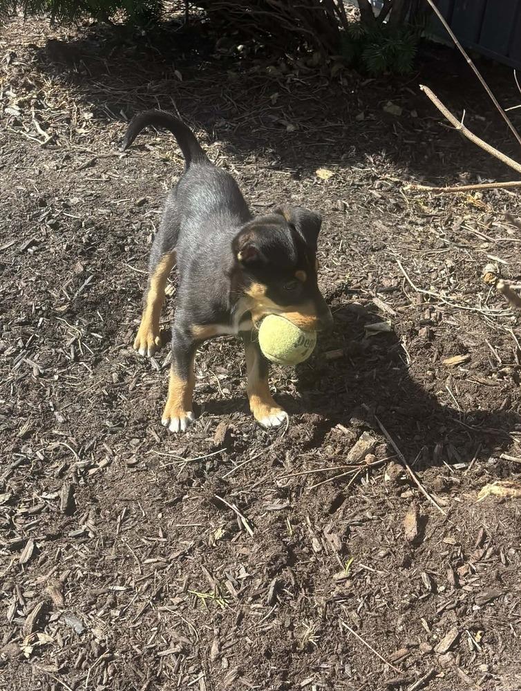 Enlarge Raisin, a Adoptable mixed breed in Springdale, PA image 6/6