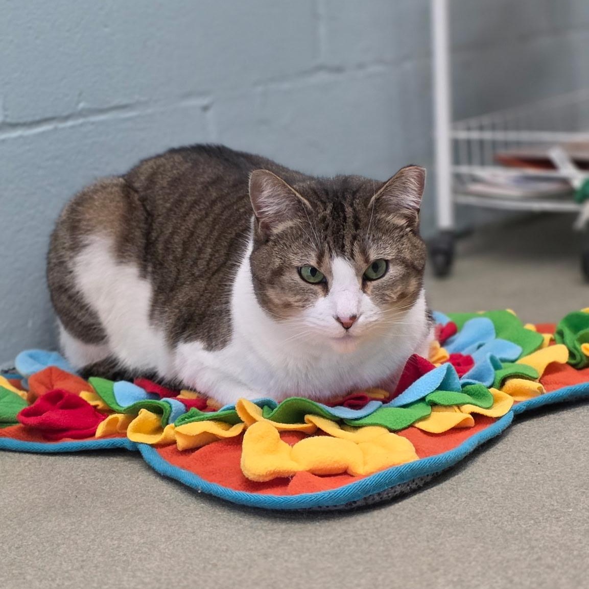 Enlarge Goldie, a Adoptable mixed breed in Smithtown, NY image 5/6