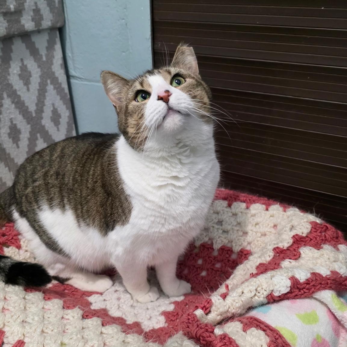 Enlarge Goldie, a Adoptable mixed breed in Smithtown, NY image 4/6