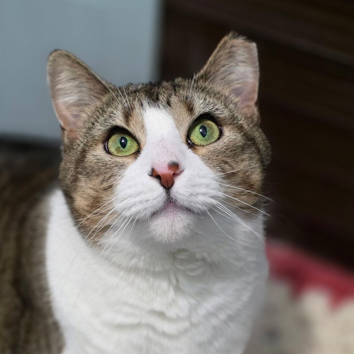 Enlarge Goldie, a Adoptable mixed breed in Smithtown, NY image 1/6