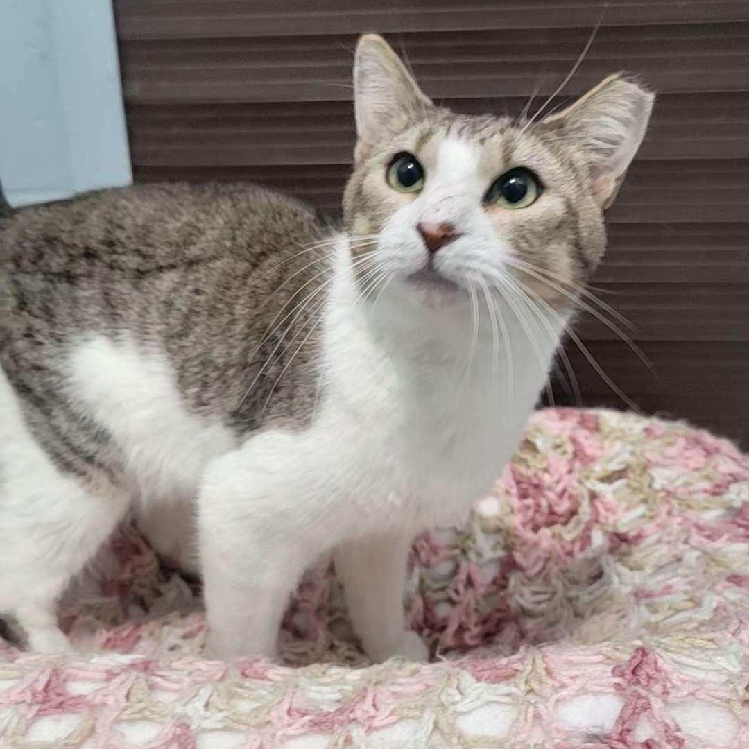 Goldie, a Adoptable mixed breed in Smithtown, NY image 3/3