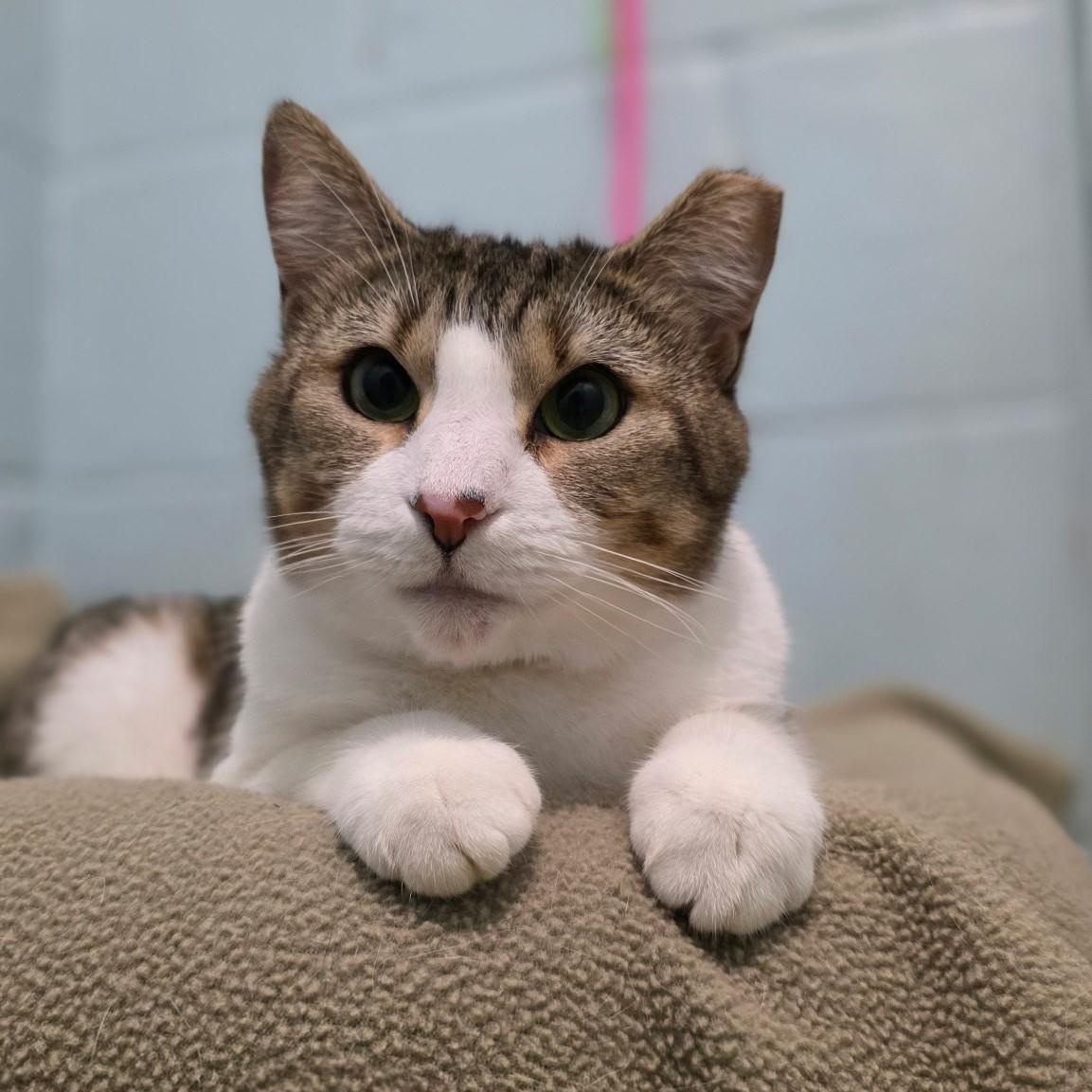 Goldie, a Adoptable mixed breed in Smithtown, NY image 1/3