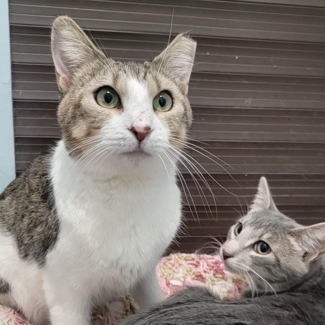 Goldie, a Adoptable mixed breed in Smithtown, NY image 2/3