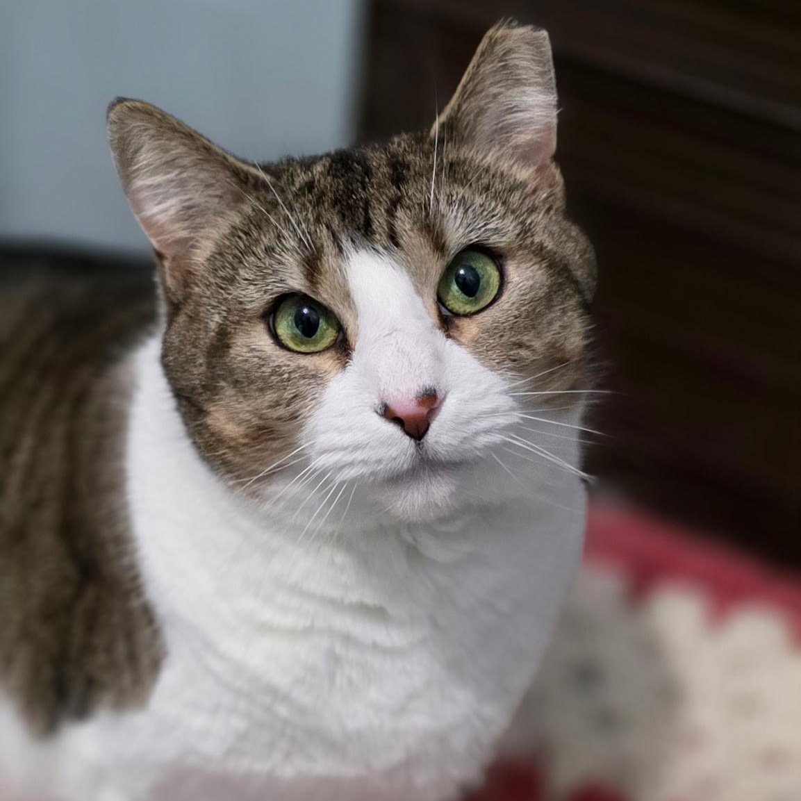 Enlarge Goldie, a Adoptable mixed breed in Smithtown, NY image 6/6