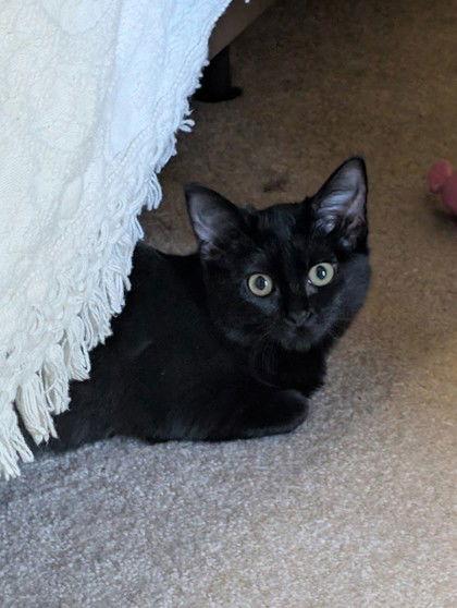 Bali - GA, a Adoptable mixed breed in Liberty, NC image 1/2