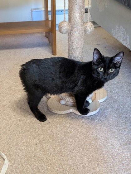 Bali - GA, a Adoptable mixed breed in Liberty, NC image 2/2