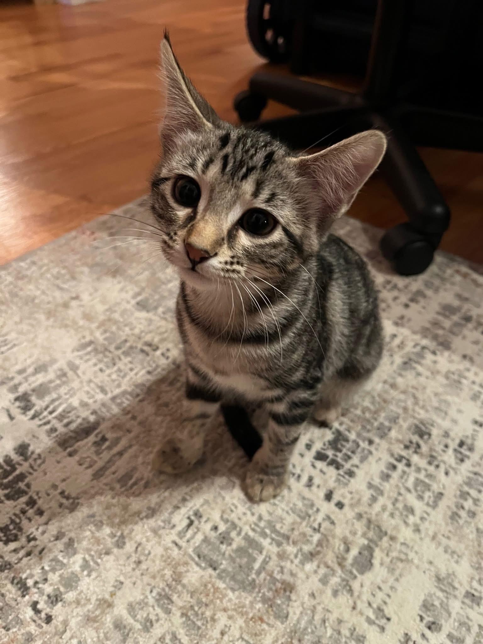 Enlarge Acorn, a ADOPTABLE Domestic Short Hair in Herculaneum, MO image 1/1