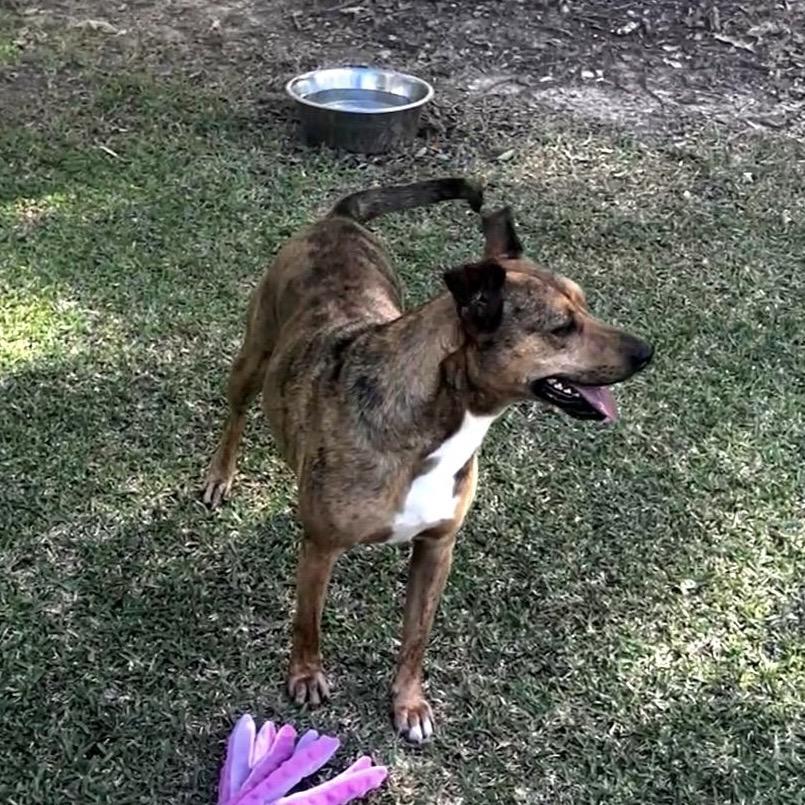 Willow, Adoptable, Adult Female Mixed Breed.