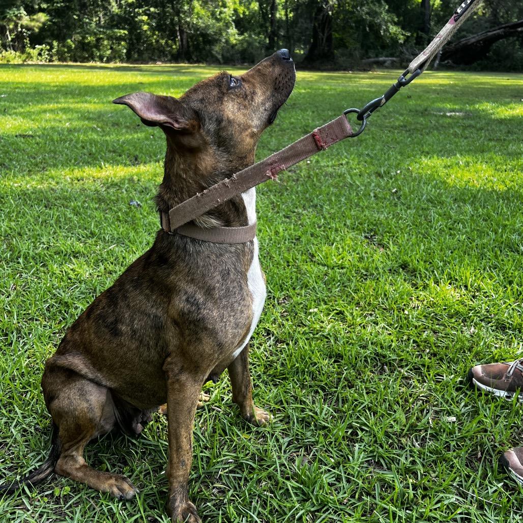 Willow, a Adoptable Mixed Breed in Oakdale, LA image 1/3