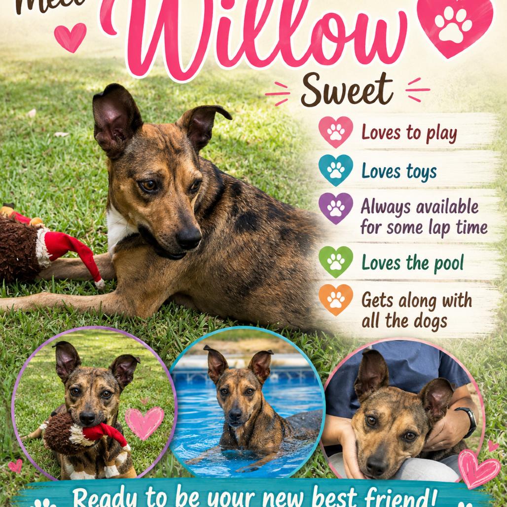 Enlarge Willow, a Adoptable Mixed Breed in Oakdale, LA image 2/4
