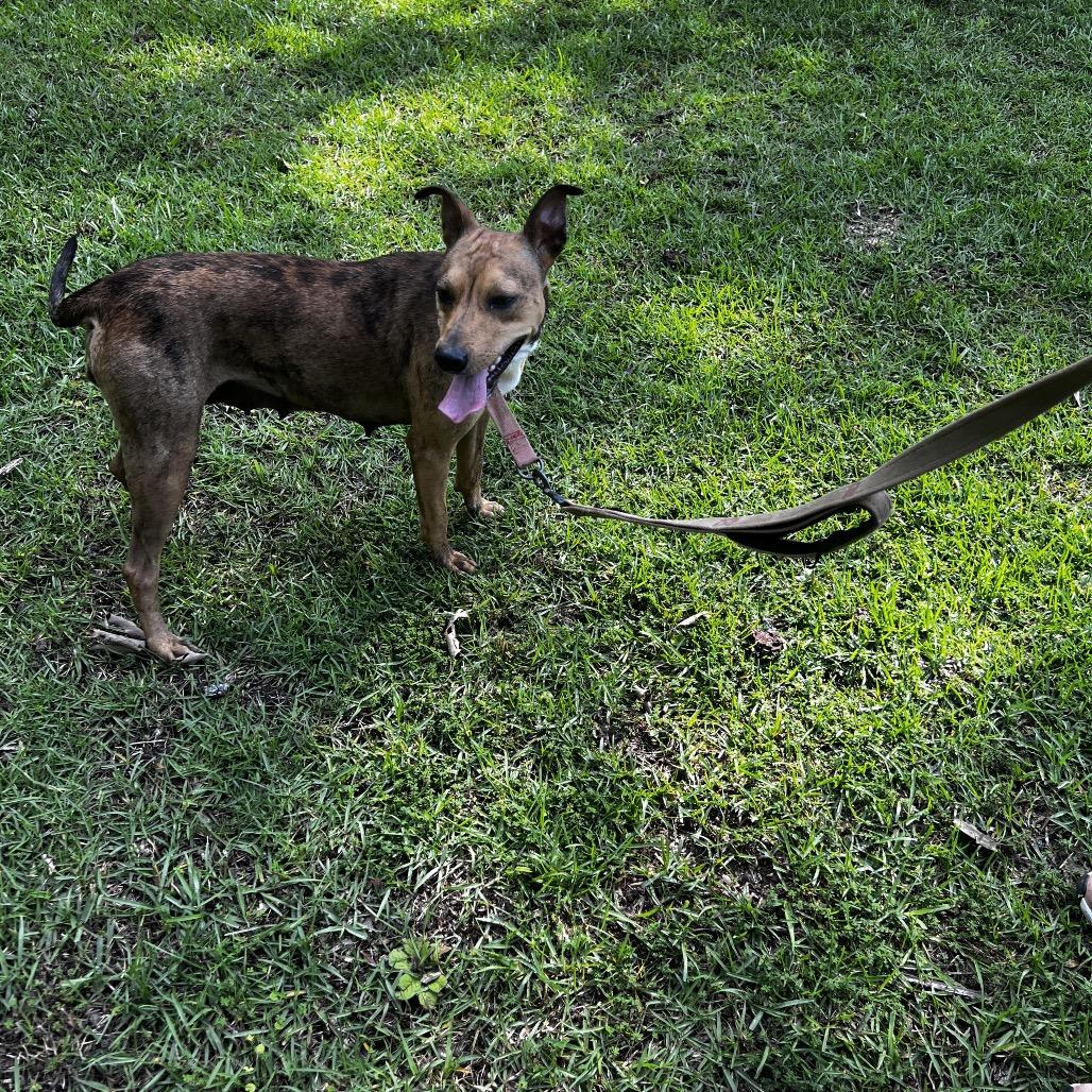 Willow, a Adoptable Mixed Breed in Oakdale, LA image 2/3