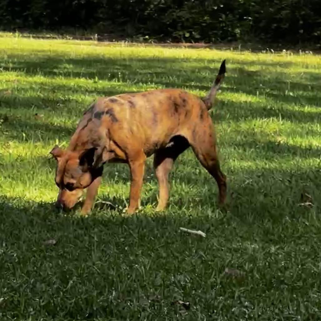 Enlarge Willow, a Adoptable Mixed Breed in Oakdale, LA image 4/5