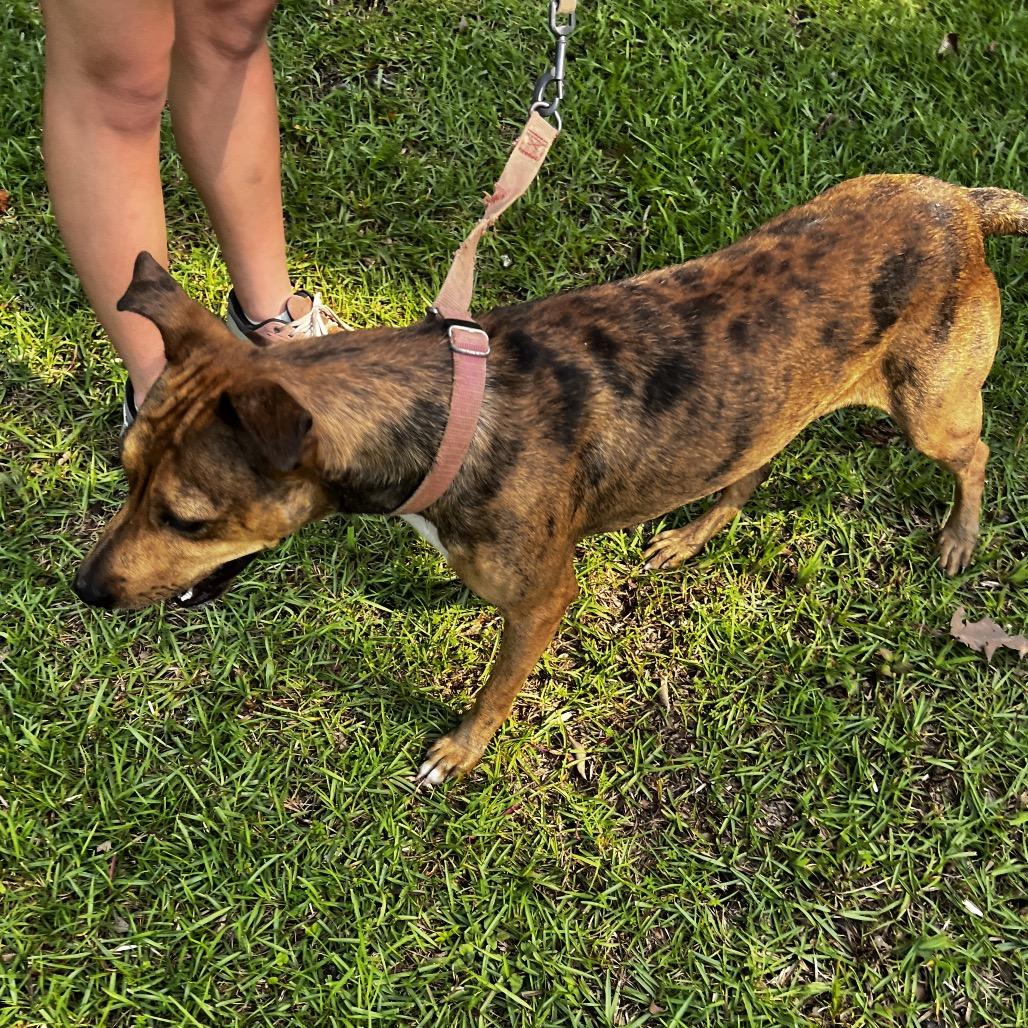 Willow, a Adoptable Mixed Breed in Oakdale, LA image 3/3