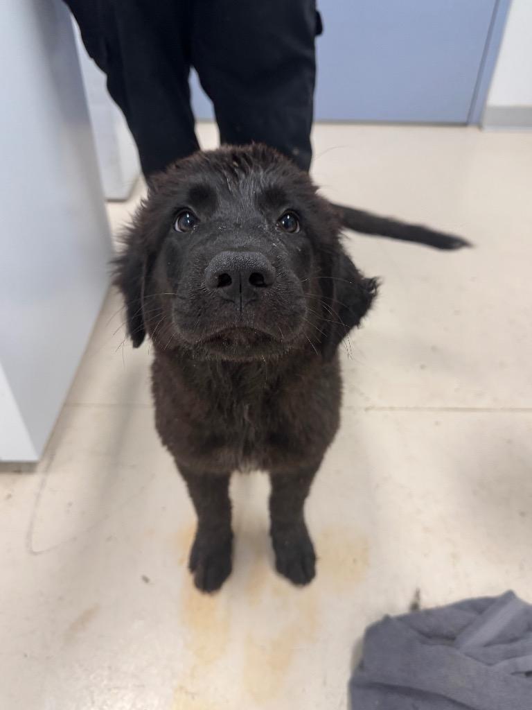 McNugget, Adoptable, Puppy Female Catahoula Leopard Dog & Great Pyrenees.