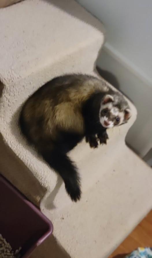 Enlarge Ricky, an adopted Ferret in Acworth, GA image 1/1