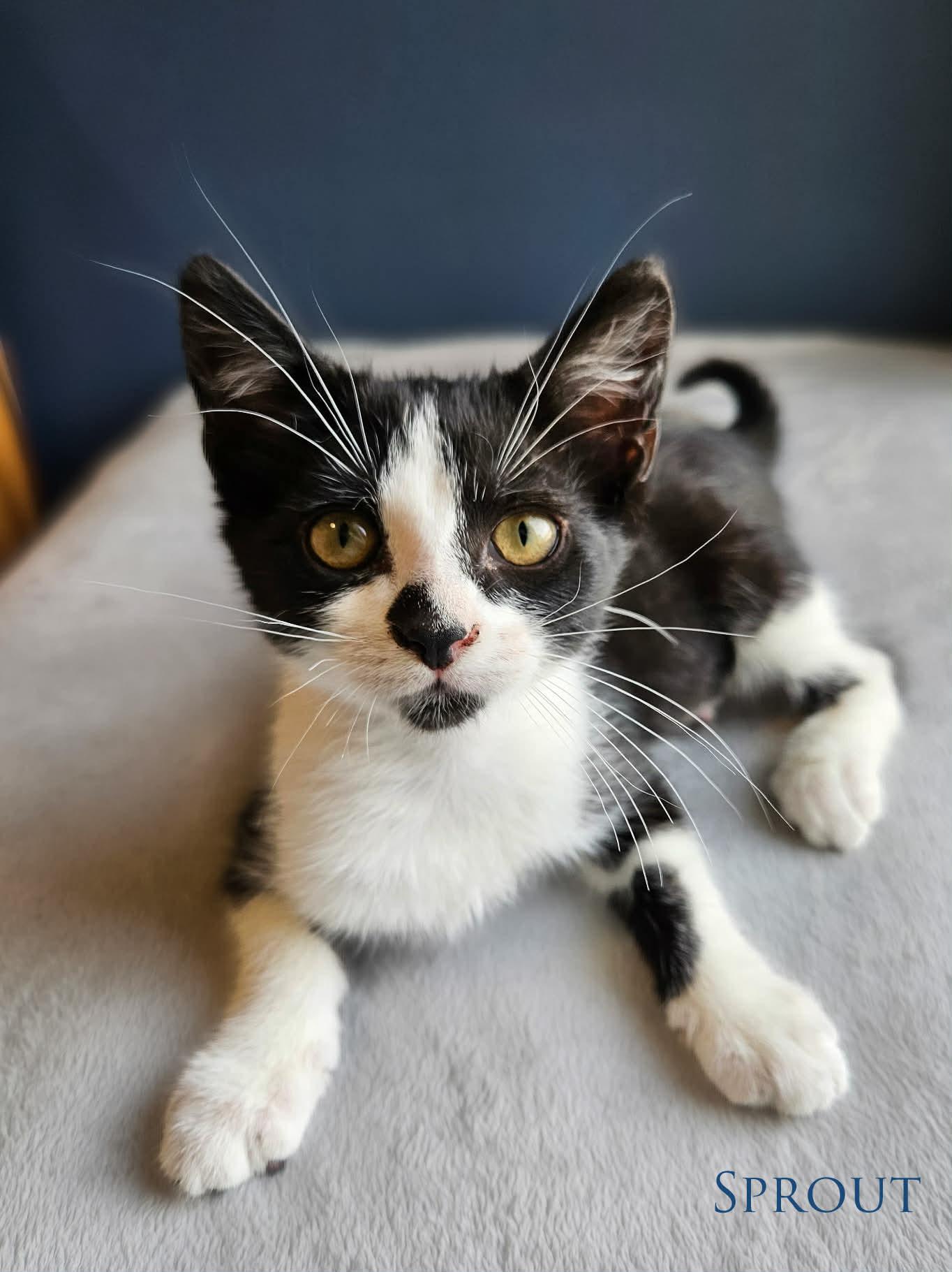 Sprout, adopted, Kitten Male Domestic Short Hair.