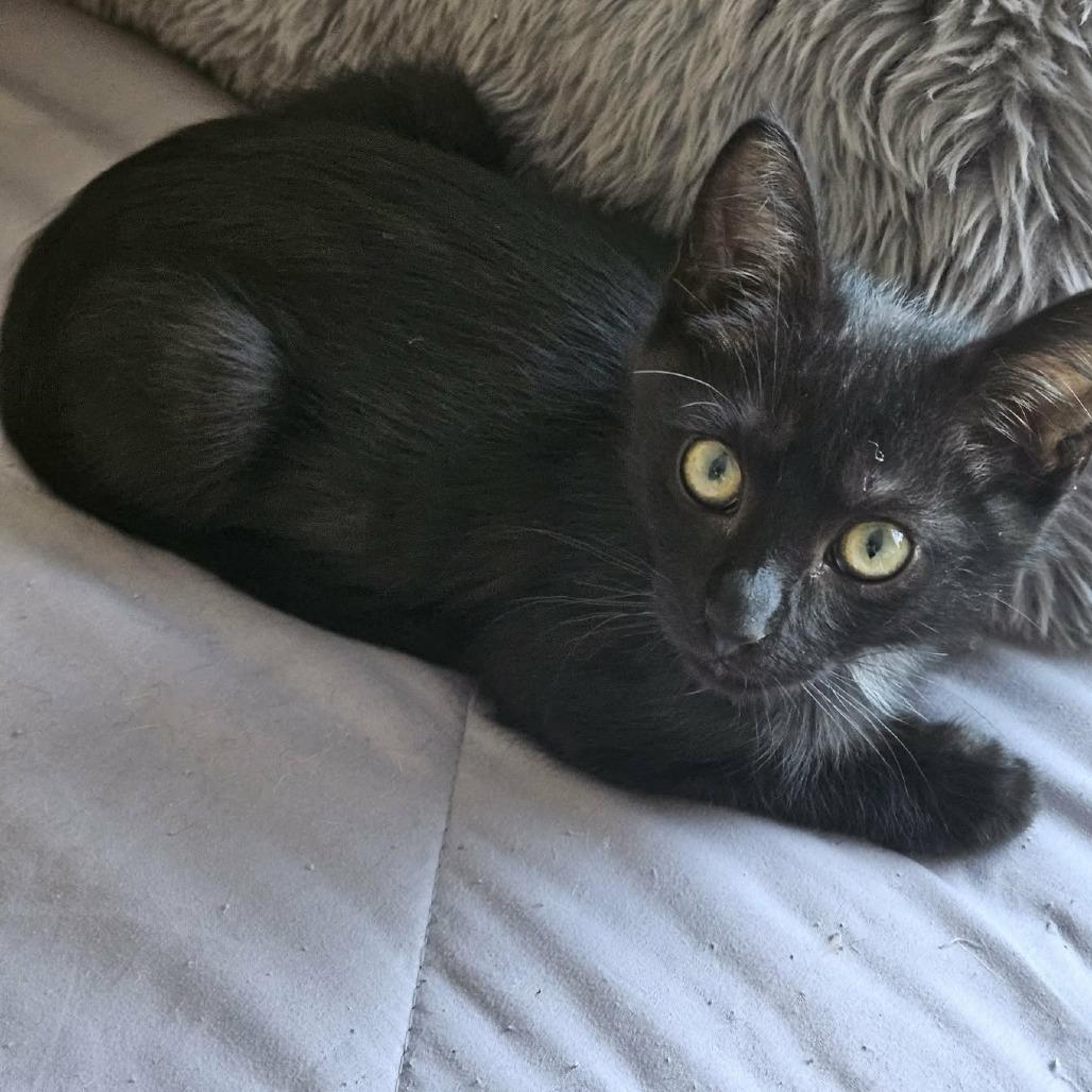 Enlarge Onyx, a Adoptable mixed breed in Agoura Hills, CA image 1/6