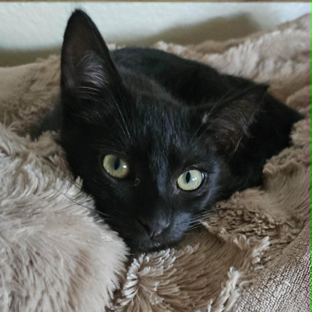 Enlarge Onyx, a Adoptable mixed breed in Agoura Hills, CA image 2/6