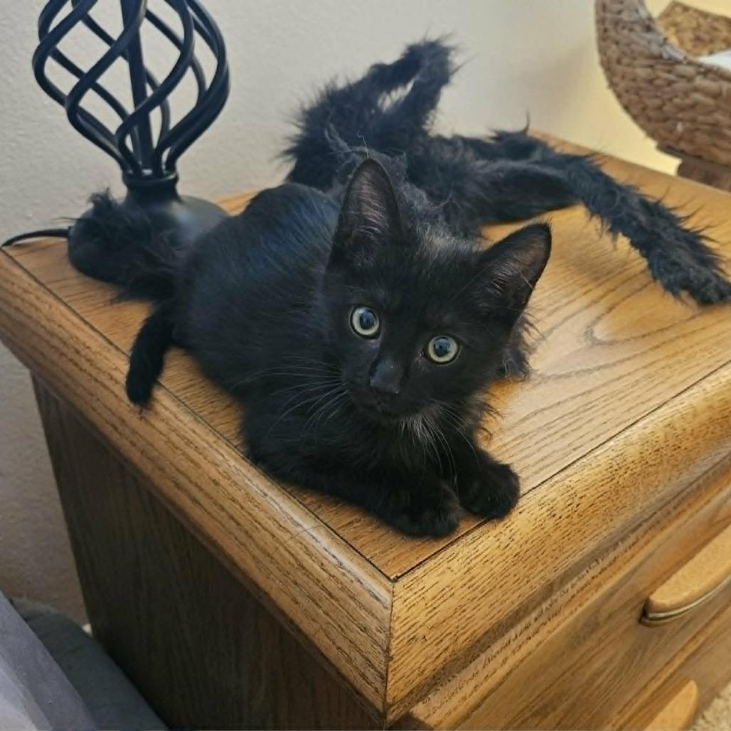 Enlarge Onyx, a Adoptable mixed breed in Agoura Hills, CA image 4/6