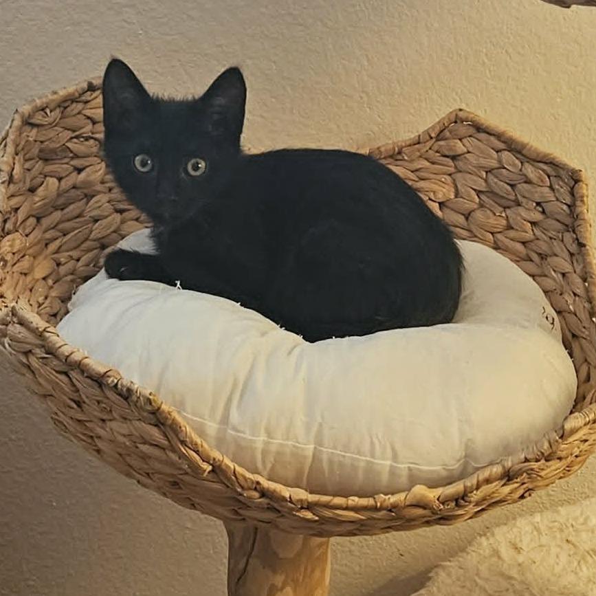 Enlarge Onyx, a Adoptable mixed breed in Agoura Hills, CA image 5/6