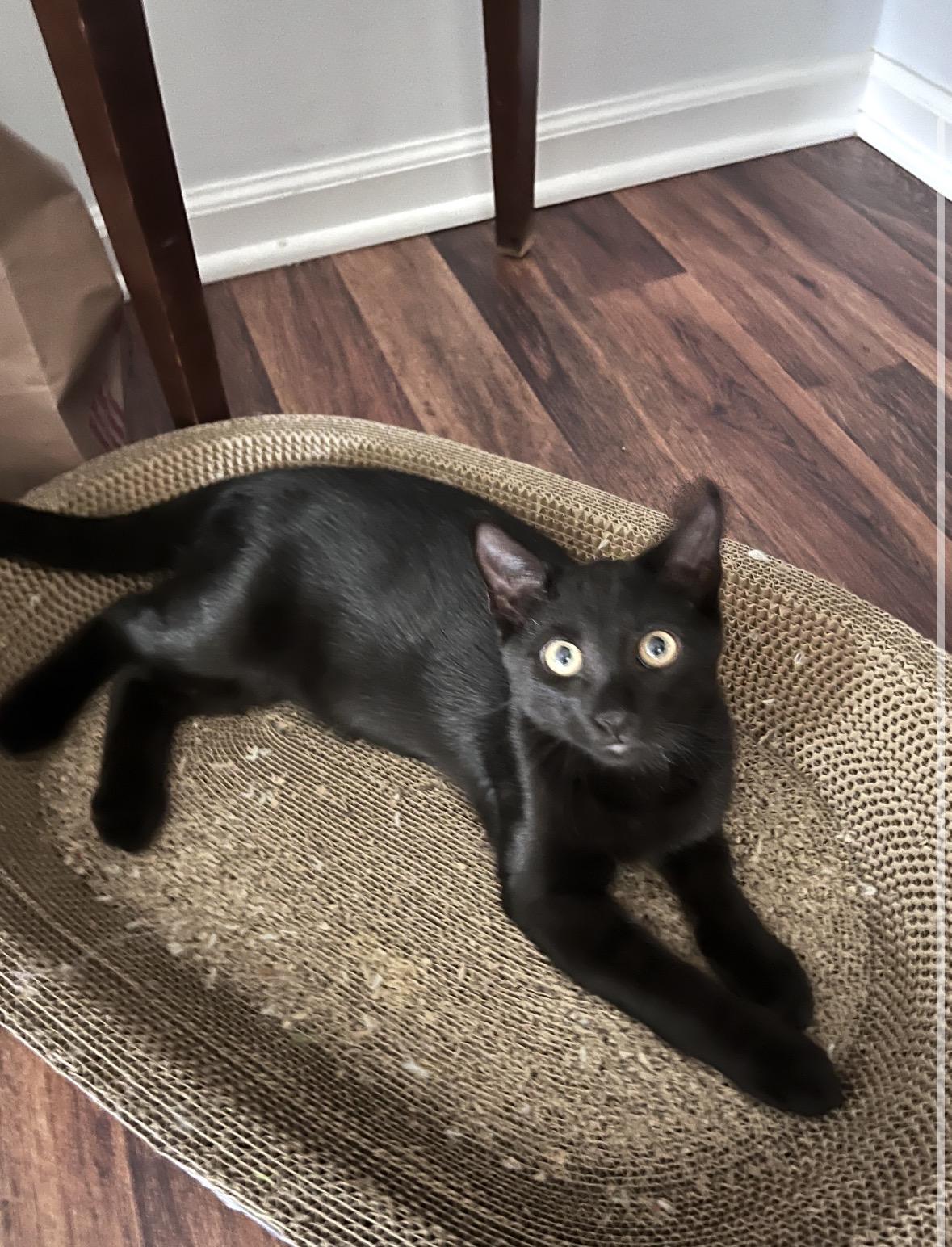 Bear, Adoptable, Kitten Male Domestic Short Hair.