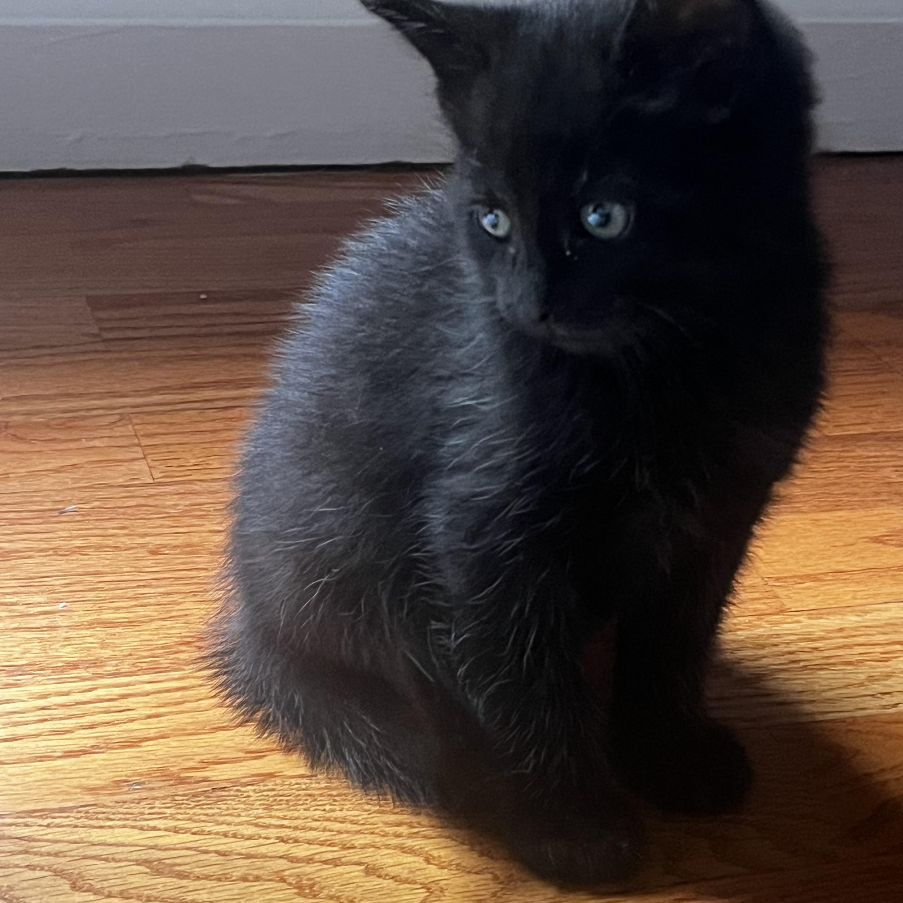 Bear, a ADOPTABLE Domestic Short Hair in Stamford, CT image 2/2
