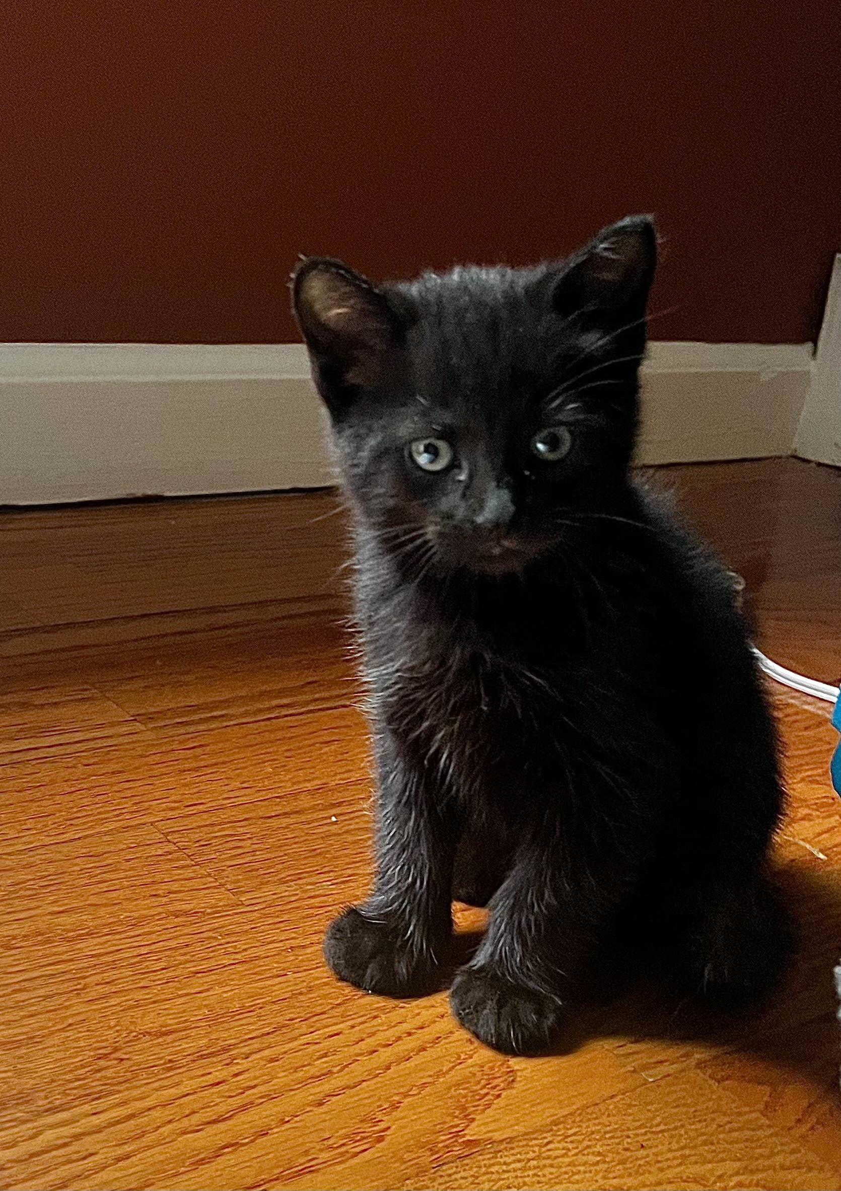 Bear, ADOPTABLE, Kitten Male Domestic Short Hair.