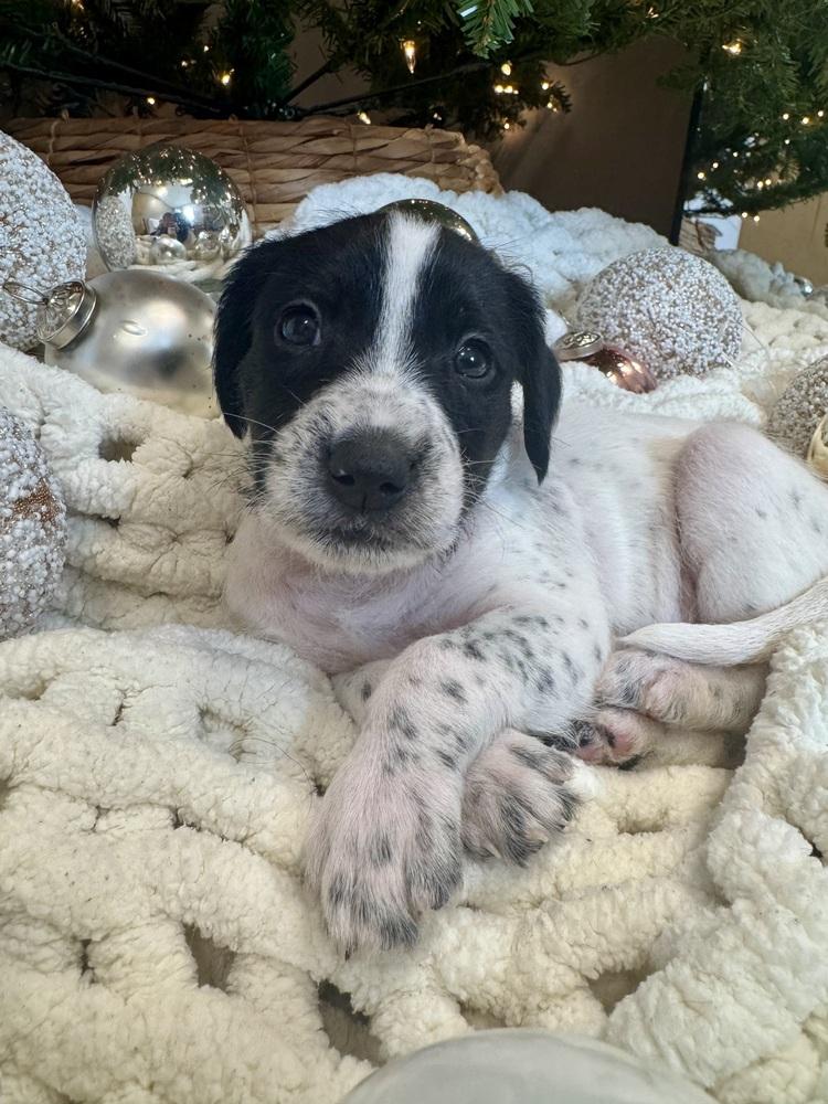 Lowenbrau thumbnail 2