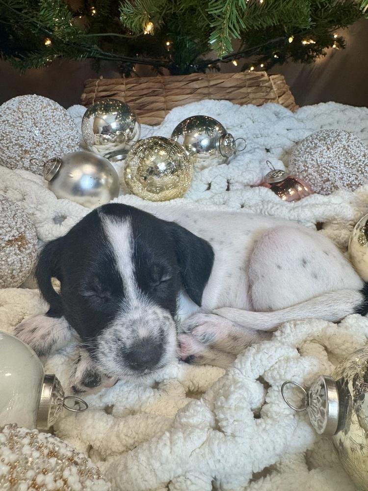 Lowenbrau thumbnail 3