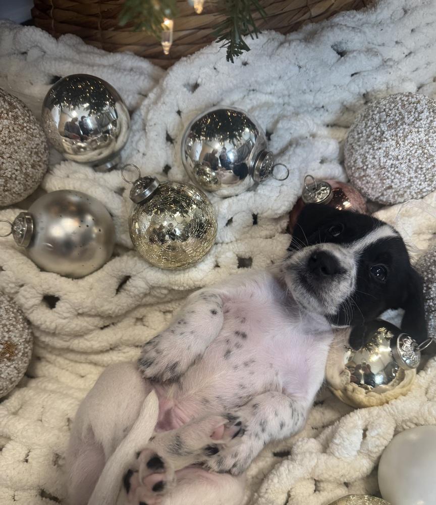 Lowenbrau thumbnail 4