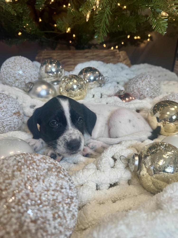 Lowenbrau thumbnail 6