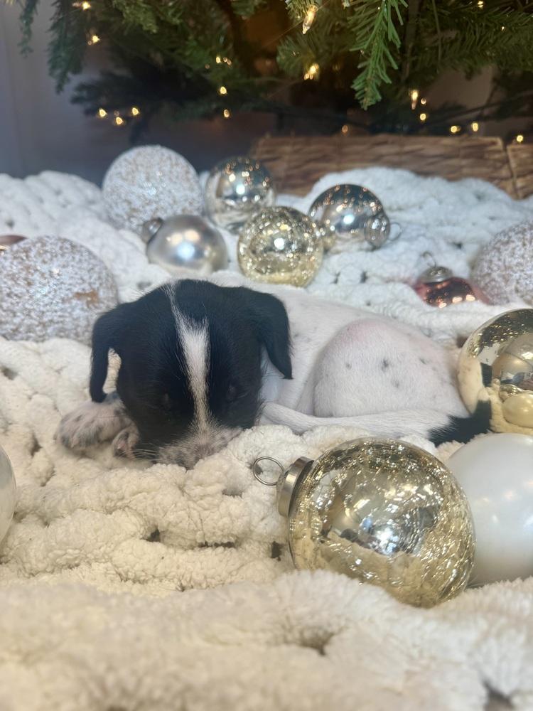 Lowenbrau thumbnail 7