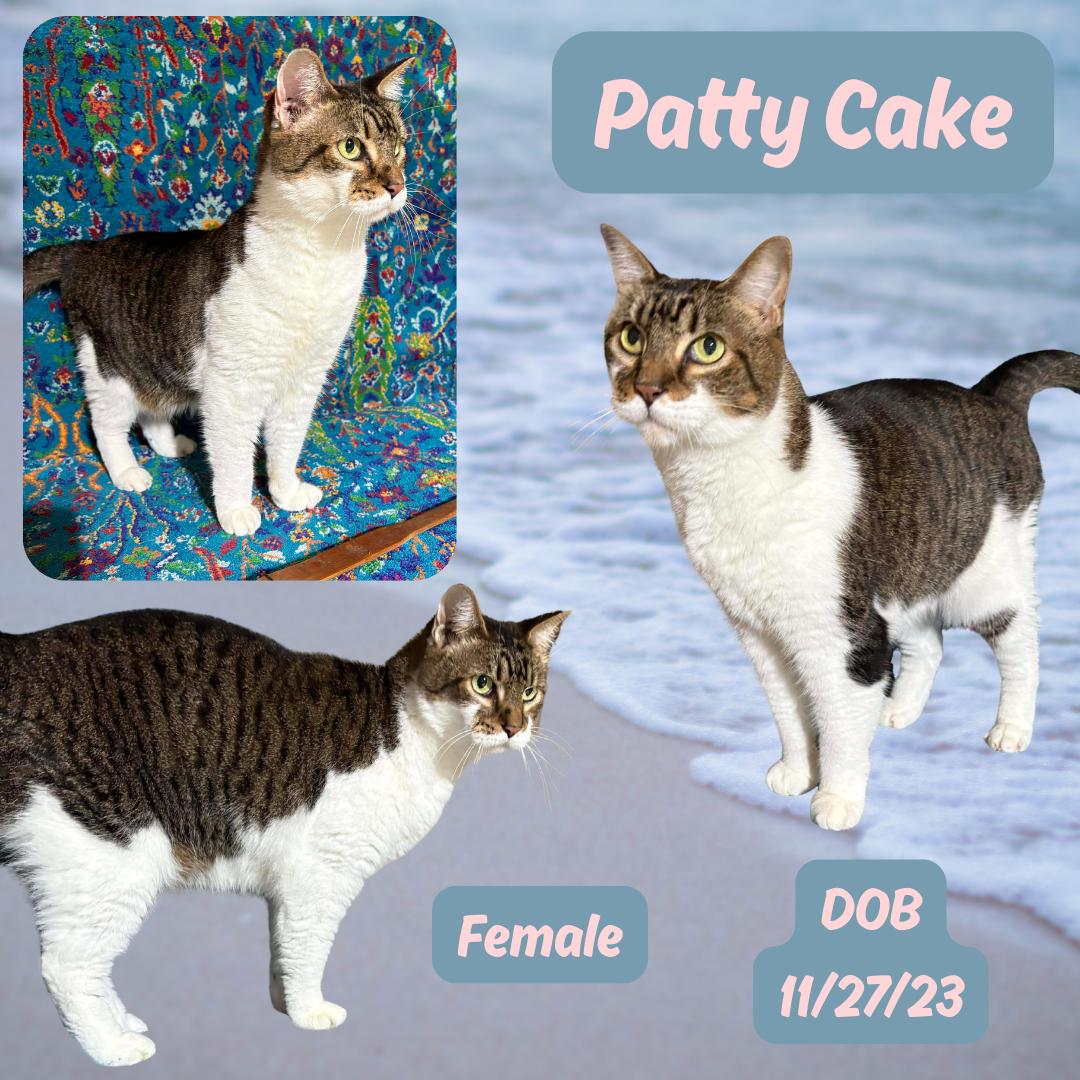 Patty Cake, Adoptable, Adult Female Domestic Short Hair.