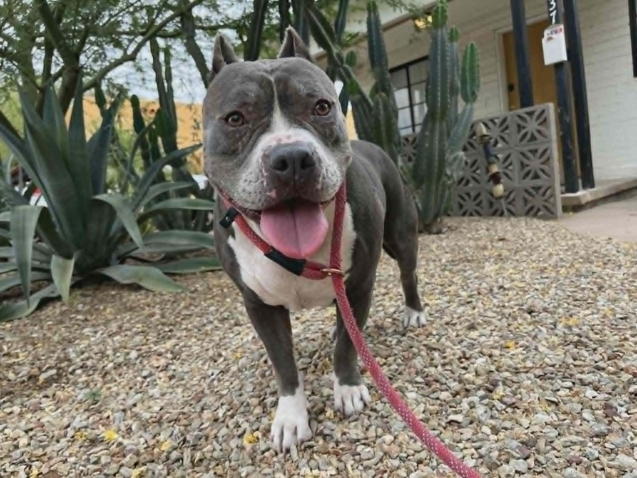 Lizzo, an adoptable American Staffordshire Terrier in Phoenix, AZ image 1/6