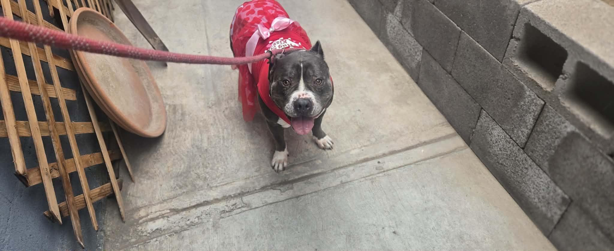 Lizzo, adoptable, Adult Female American Staffordshire Terrier.