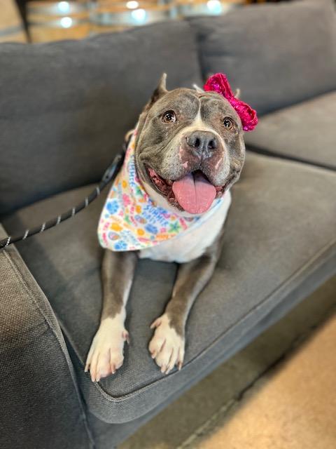 Enlarge Lizzo, an adoptable American Staffordshire Terrier in Phoenix, AZ image 3/5