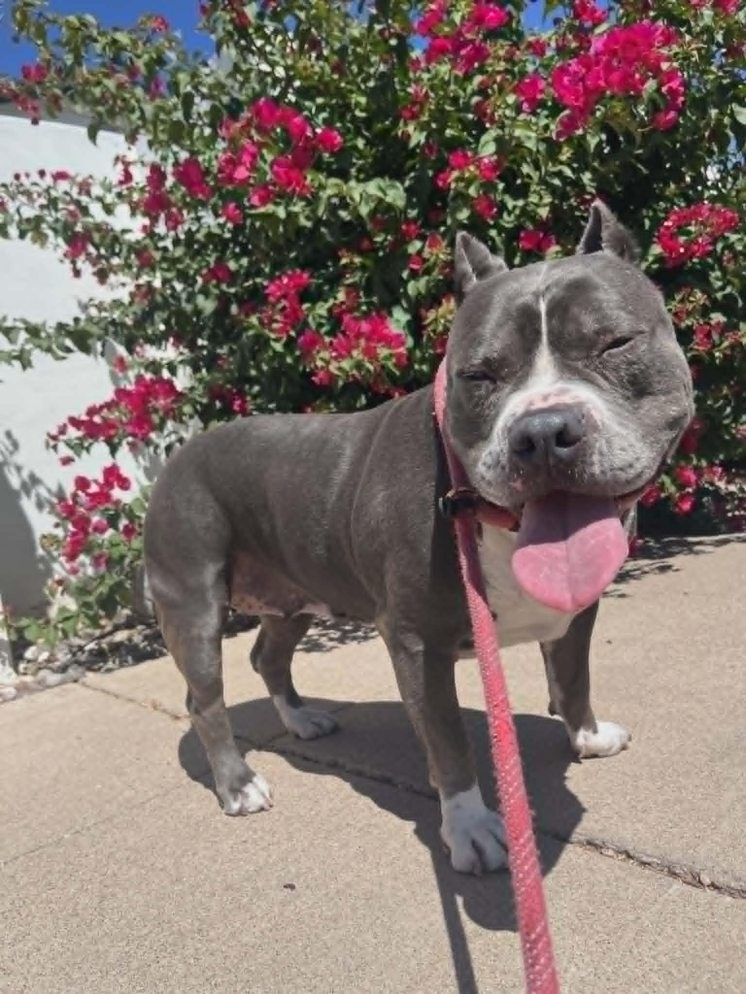 Lizzo, an adoptable American Staffordshire Terrier in Phoenix, AZ image 2/6