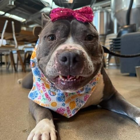 Lizzo, adoptable, Adult Female American Staffordshire Terrier.