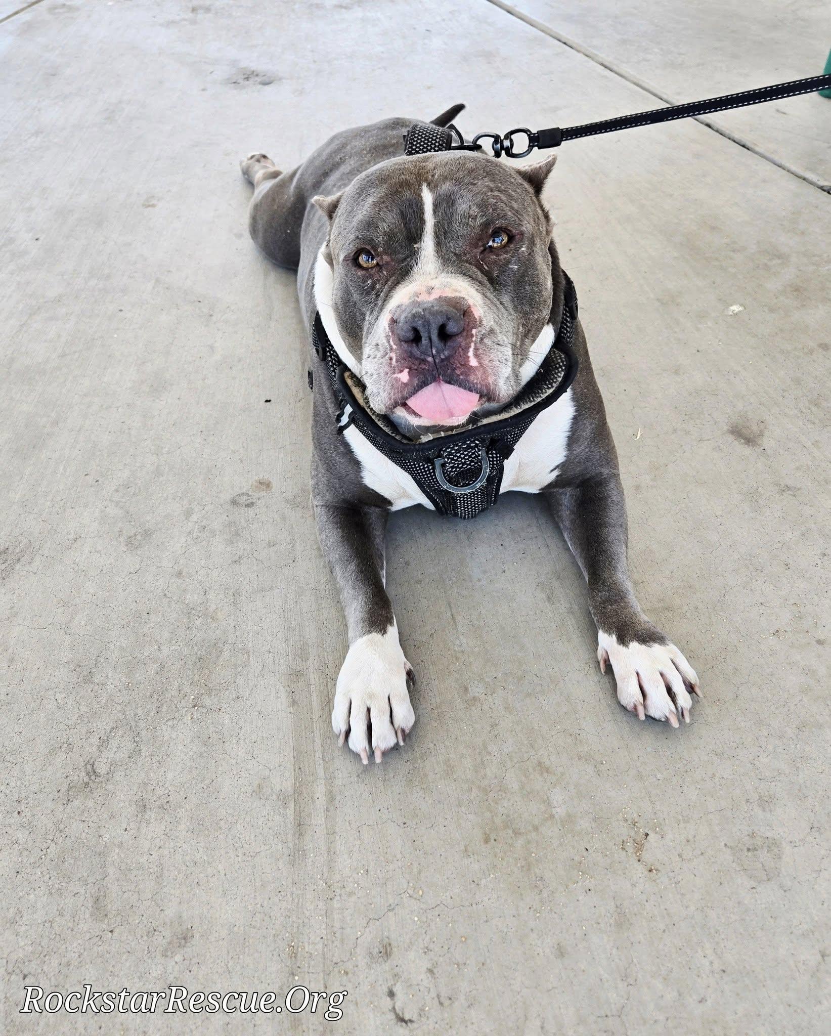 Enlarge Lizzo, an adoptable American Staffordshire Terrier in Phoenix, AZ image 5/5