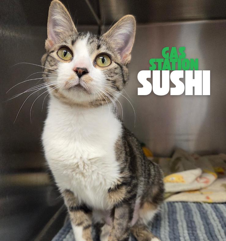 Enlarge Gas Station Sushi, an adopted Domestic Short Hair in Nevada, IA image 1/1