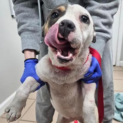 Demi, Adoptable, Young Female Pit Bull Terrier.