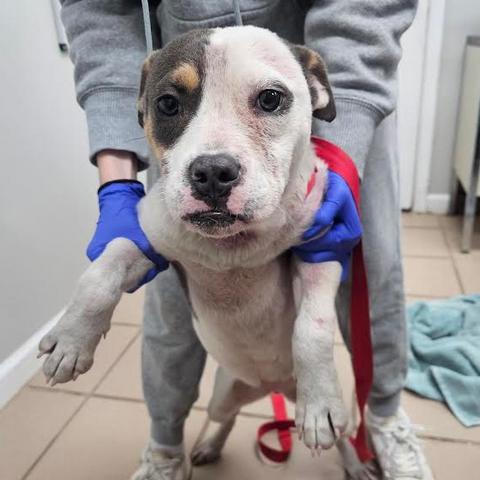 Enlarge Demi, a Adoptable Pit Bull Terrier in Starkville, MS image 2/2