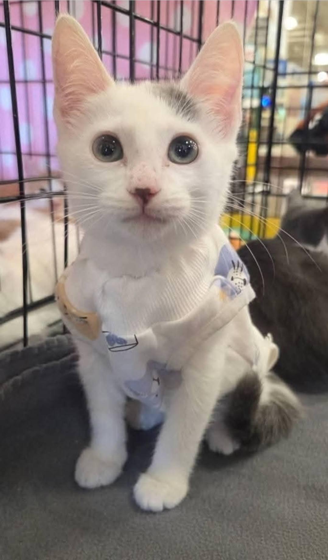 Tessa, Adopted, Young Female Domestic Short Hair.