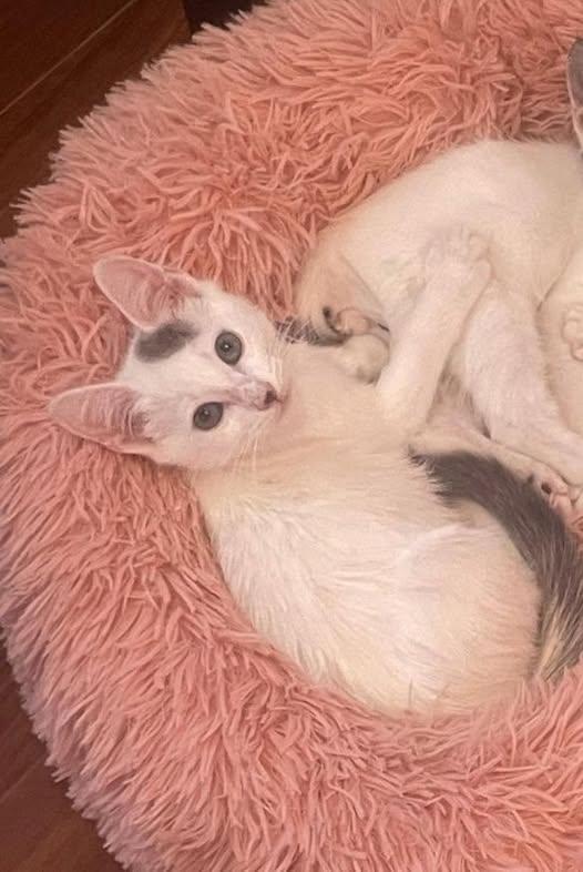 Enlarge Tessa, a Adopted mixed breed in Anna, TX image 2/2