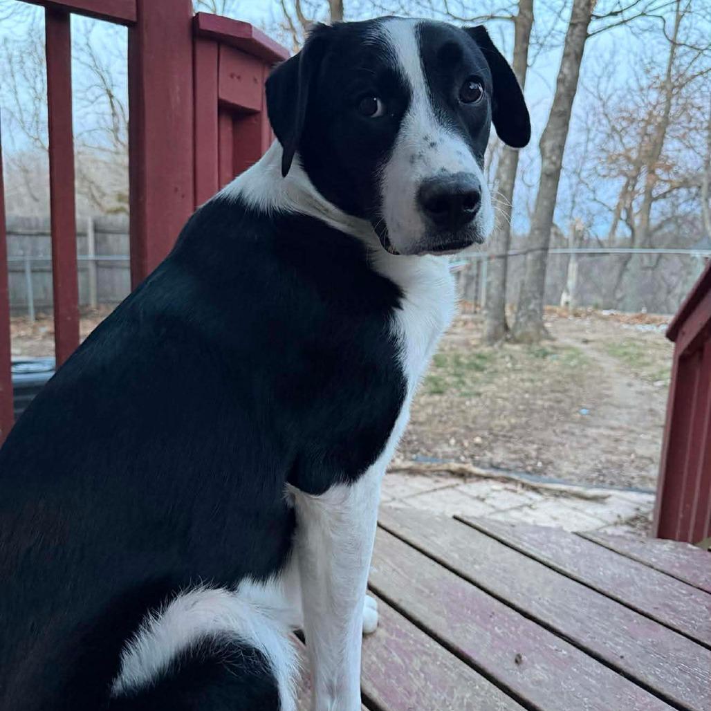 Enlarge Hobbit, a Adoptable Mixed Breed in Jackson, MO image 1/6