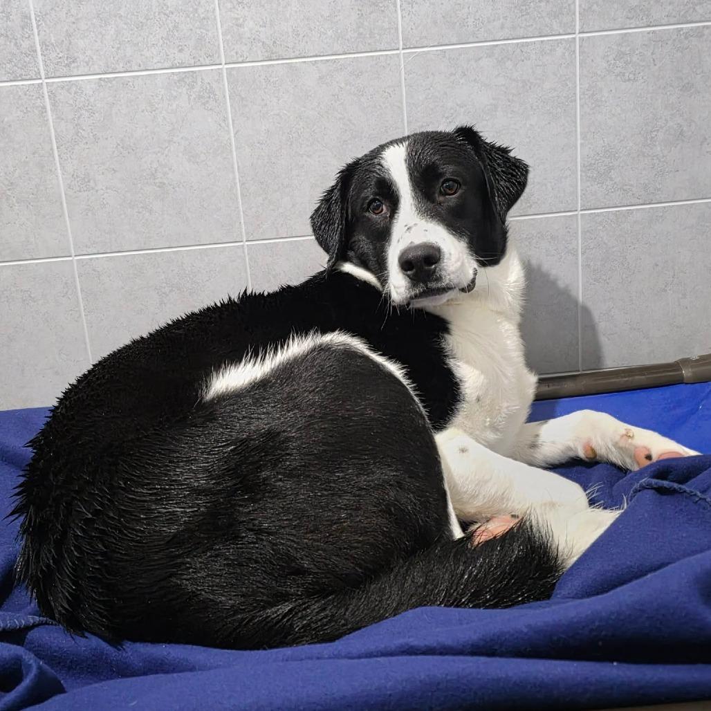 Enlarge Hobbit, a Adoptable Mixed Breed in Jackson, MO image 3/6