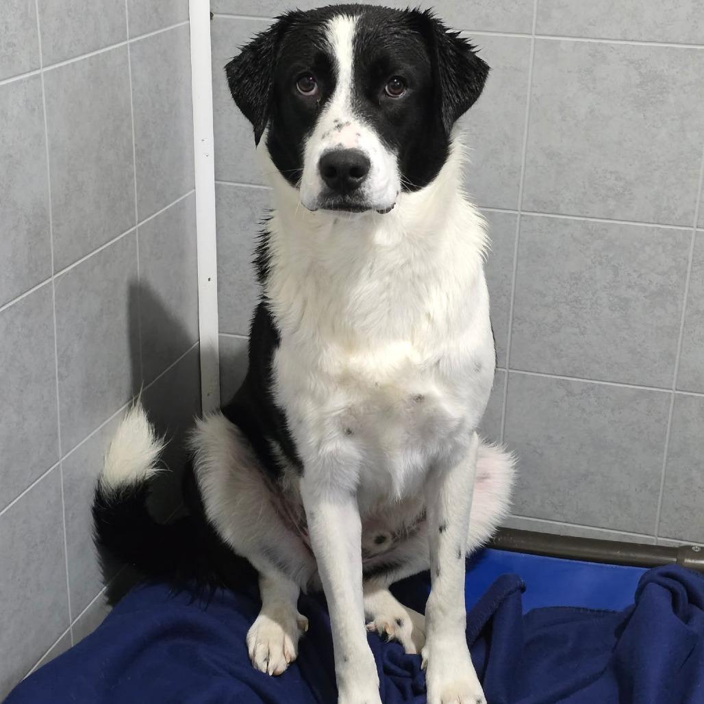 Enlarge Hobbit, a Adoptable Mixed Breed in Jackson, MO image 4/6